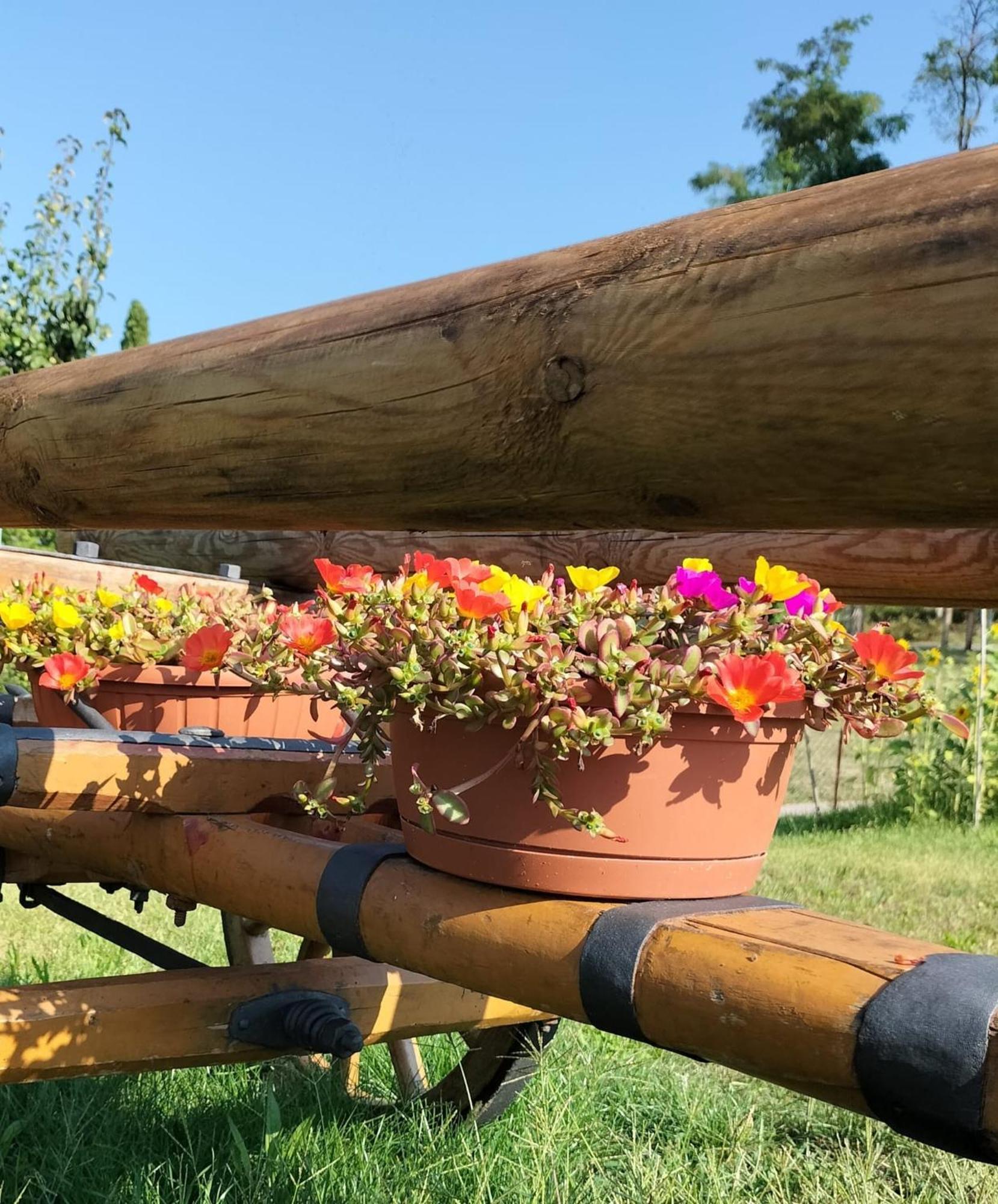 I Girasoli Sanzeno Exteriör bild