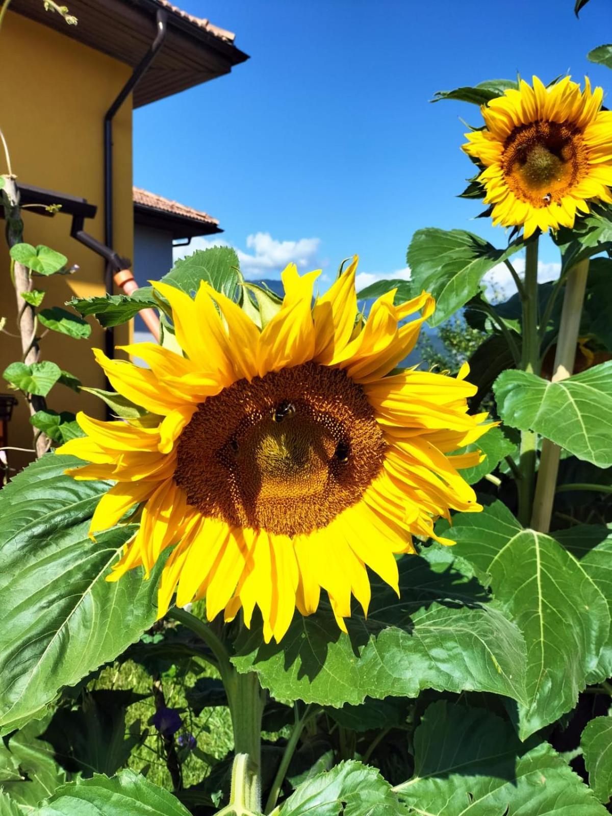 I Girasoli Sanzeno Exteriör bild